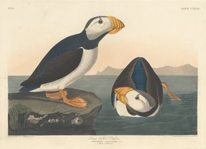 Macareux à gros bec - Robert Havell