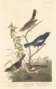 Bruant des prés, bruant des prairies et moineau chanteur brun, 1837 - Robert Havell