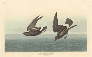 Pétrel tempête le plus petit, 1836