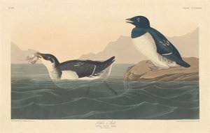 Petit pingouin, 1836 - Robert Havell