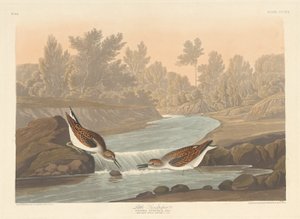 Petit bécasseau, 1836 - Robert Havell