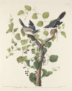 Pie-grièche migratrice