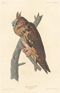Hibou moyen-duc - Robert Havell