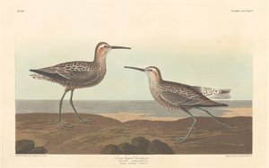 Bécasseau à longues pattes - Robert Havell