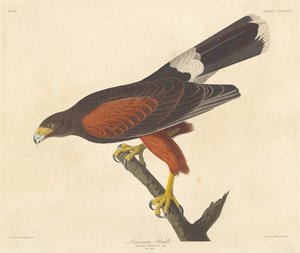 Faucon de Louisiane, 1837 - Robert Havell