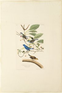 Oiseau indigo mâle