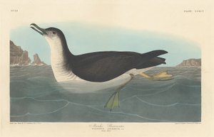Puffin des Anglais, 1836 - Robert Havell