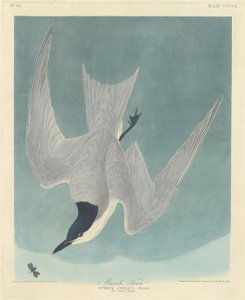 Sterne des marais, 1838 - Robert Havell