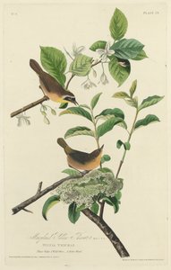 Paruline du Maryland, 1827.