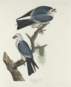 Milan du Mississippi, 1831 - Robert Havell