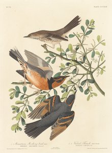 Moqueur des montagnes et grive variée, 1837 - Robert Havell