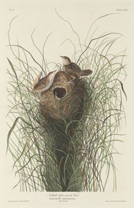 Troglodyte des marais de Nuttall, 1833