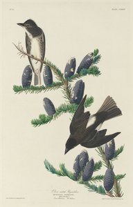 Gobemouche à flancs olive - Robert Havell
