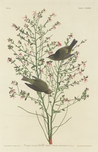 Paruline à couronne orange - Robert Havell