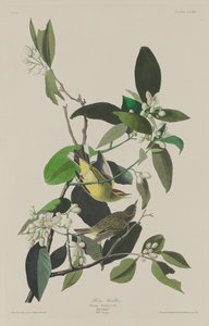 Paruline des palmiers, 1833
