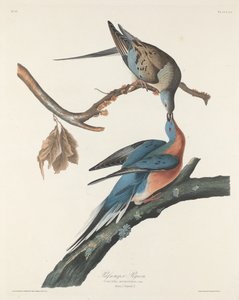 Pigeon migrateur, 1829