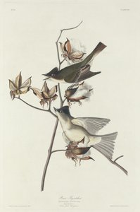 Gobemouche Pewit - Robert Havell