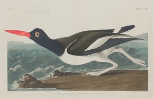 Huîtrier pie, 1834