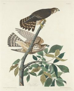 Faucon Pigeon, 1830 - Robert Havell