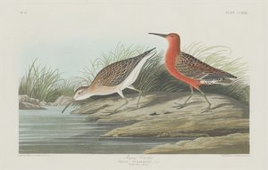 Courlis pygmée, 1835