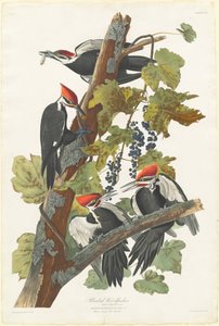 Pic à tête rouge, 1831