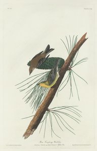 Paruline des pins, 1832