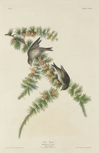 Chardonneret des pins, 1833