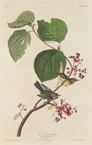 Paruline des marais, 1832