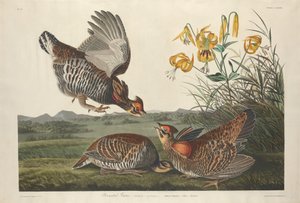 Grouse pinné, 1834