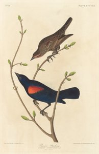 Étourneau des Prairies, 1838 - Robert Havell