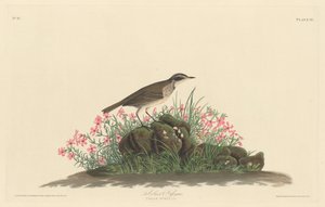Titlark des prairies, 1830.