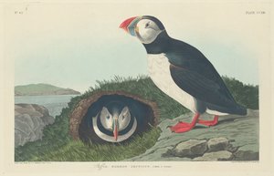 Macareux, 1834 - Robert Havell