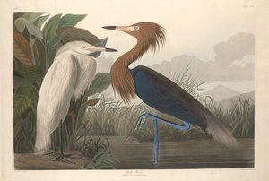 Héron pourpré, 1835 - Robert Havell