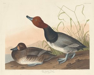 Canard à tête rouge, 1836 - Robert Havell