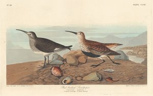 Bécasseau maubèche, 1836