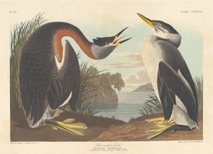 Grèbe jougris, 1836