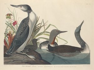 Plongeon à gorge rouge, 1834