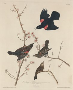 Étourneau à ailes rouges, 1829 - Robert Havell
