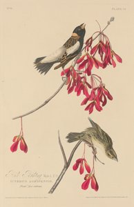Bruant des rizières, 1829