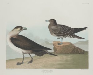 Jager de Richardson, 1835
