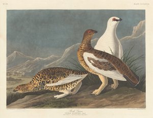 Lagopède