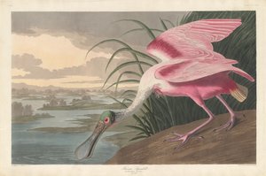 Spatule rosée, 1836