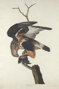 Faucon à pattes rugueuses, 1833 - Robert Havell