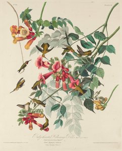 Colibri à gorge rubis, 1828