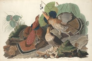 Gélinotte huppée, 1828