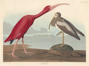 Ibis rouge, 1837