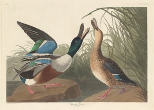Canard souchet, 1836