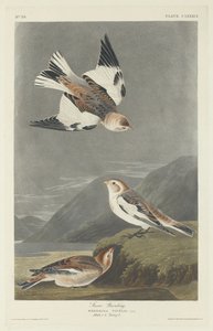 Bruant des neiges, 1834 - Robert Havell