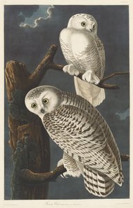 Harfang des neiges, 1831