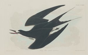 Sterne fuligineuse, 1834